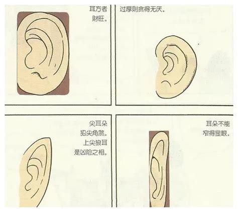 耳朵白 面相|十六种耳朵面相图文分析三六风水网